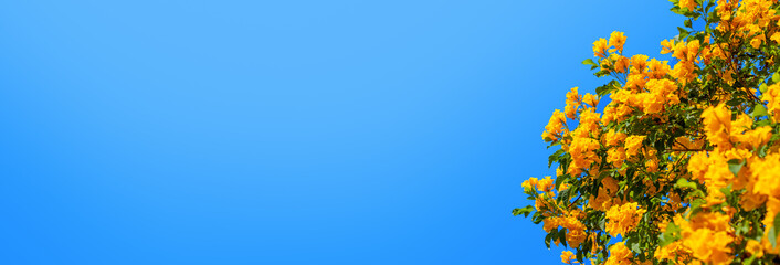 Yellow bells flowers green leaves blue sky background, tecoma trumpet bush, beautiful flower branch border, decorative frame design, natural floral decoration, greeting card template, text copy space