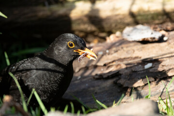 Amsel (Turdus merula)