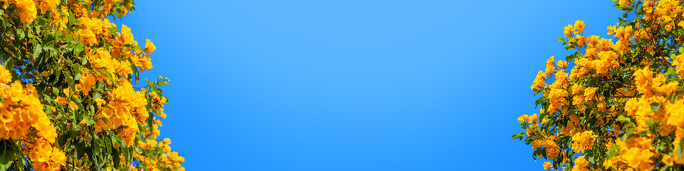 Yellow bells flowers green leaves blue sky background, tecoma trumpet bush, beautiful flower branch border, decorative frame design, natural floral decoration, greeting card template, text copy space