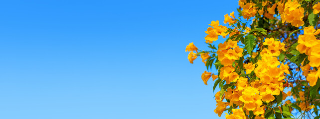 Yellow bells flowers green leaves blue sky background, tecoma trumpet bush, beautiful flower branch border, decorative frame design, natural floral decoration, greeting card template, text copy space