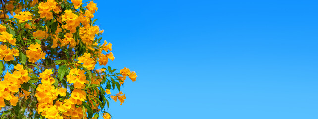 Yellow bells flowers green leaves blue sky background, tecoma trumpet bush, beautiful flower branch border, decorative frame design, natural floral decoration, greeting card template, text copy space