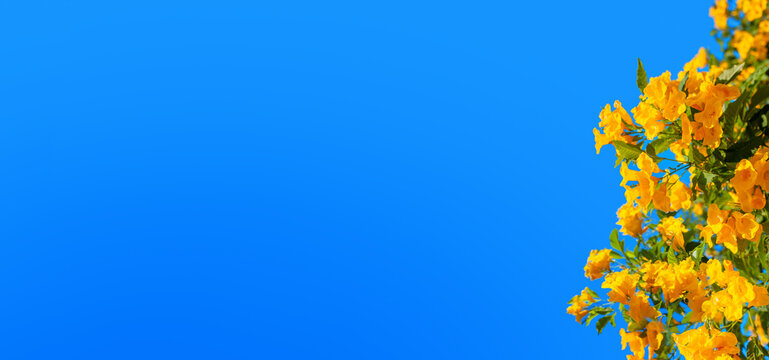 Yellow bells flowers green leaves blue sky background, tecoma trumpet bush, beautiful flower branch border, decorative frame design, natural floral decoration, greeting card template, text copy space - Powered by Adobe