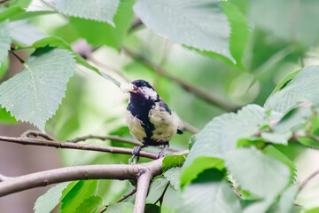Life of feathered friends in the city