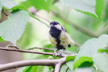Life of feathered friends in the city