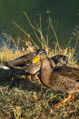 Beautiful small ducks being friendly near a lake.