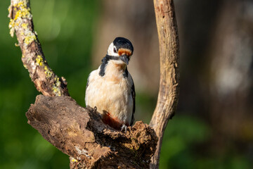 Buntspecht (Dendrocopos major)