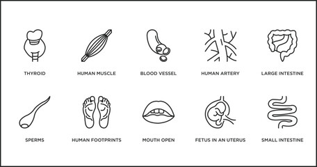 human body parts outline icons set. thin line icons such as blood vessel, human artery, large intestine, sperms, human footprints, mouth open, fetus in an uterus vector.