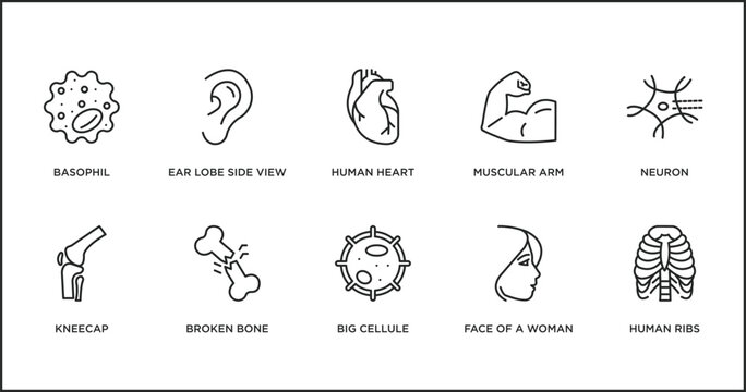 human body parts outline icons set. thin line icons such as human heart, muscular arm, neuron, kneecap, broken bone, big cellule, face of a woman vector.