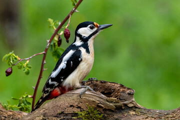 Buntspecht (Dendrocopos major)