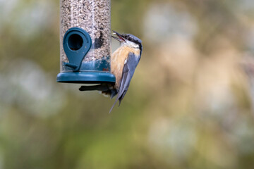Kleiber (Sitta europaea)