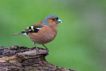 Buchfink (Fringilla coelebs)