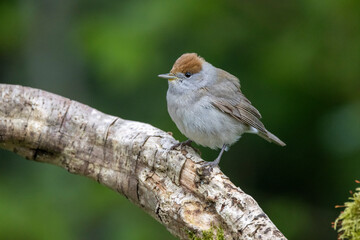 Mönchsgrasmücke (Sylvia atricapilla)