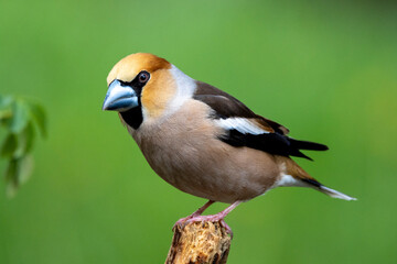 Kernbeißer (Coccothraustes coccothraustes)