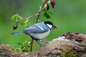 Fototapeta premium Kohlmeise (Parus major)