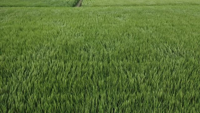 ドローン映像：強風で揺れる、穂が出始めた稲
