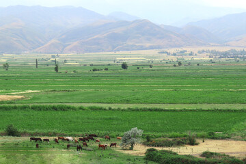 Fototapeta premium horses in a meadow against the background of mountains