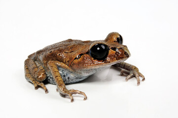 Hasselt's Toad // Javakröte, Hasselts Wurffrosch  (Leptobrachium hasseltii)