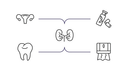 medical outline icons set. thin line icons such as uterus, gum, kidney, tooth, tissue paper vector.