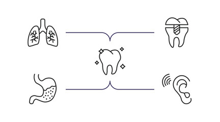 medical outline icons set. thin line icons such as lungs, premolar, molar, stoh, ear vector.