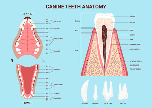 Canine anatomy teeth chart. Dog dental jaw infographic. Tooth types. Dentistry veterinary. Vector illustration