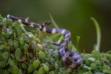California Kingsnake (Lampropeltis californiae)