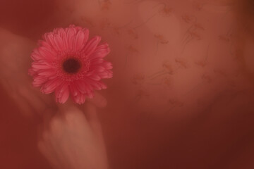 Close-up view of lifeless female body lying underwater in tub with beautiful pink gerbera flower in hands 