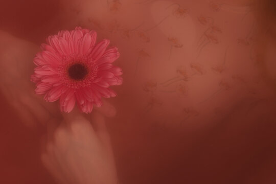 Close-up view of lifeless female body lying underwater in tub with beautiful pink gerbera flower in hands 