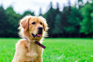 Portrait Golden labrador dog sitting on the grass against the background of a green forest.Summer day.Closeup.