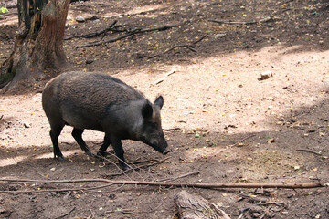 A wild boar (Sus scrofa) walking in forest. Cute female wild boar in the wild