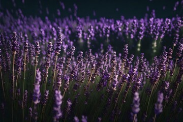 Fototapeta na wymiar purple lavender flowers Created using generative AI tools