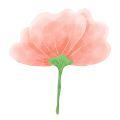 pink poppy flower