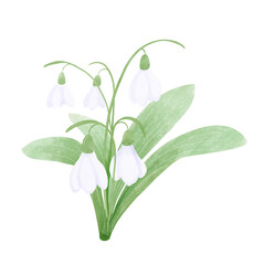 snowdrop