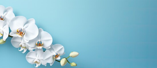 A white Phalaenopsis orchid is blooming on a blue background, with space on the left side for text.
