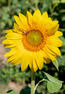 A close-up of a blooming sunflower with a bee on it