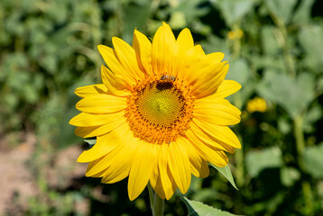 A close-up of a bee collecting nectar on a sunflower