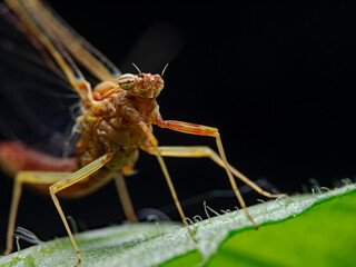 Mayfly on mint plant leaf