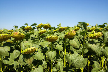 A field of green sunflowers