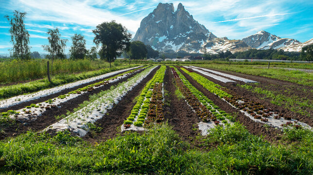 market gardening with  Pic du Midi d'Ossau in the background