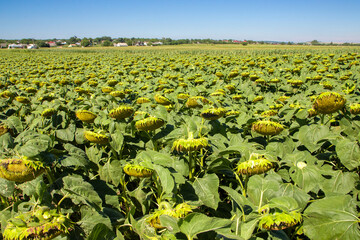 Fototapeta na wymiar A field of green sunflowers