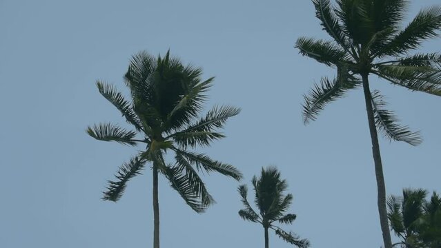 Strong wind shakes the palm trees against the background of a cloudy sky