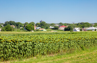 Fototapeta na wymiar Rural landscape with agricultural crops near an Eastern European village