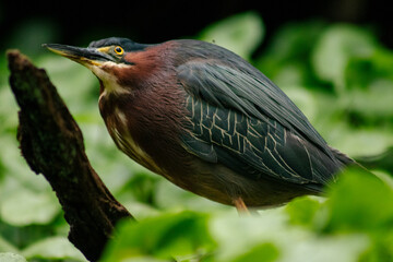 Green heron on a branch