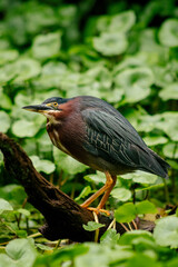 Green heron on a branch