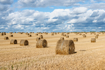 Fototapeta premium Balles de pailles dans un champ de blé après la moisson après un orage. Ciel nuageux
