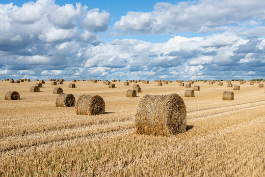 Balles de pailles dans un champ de bl&eacute; apr&egrave;s la moisson apr&egrave;s un orage. Ciel nuageux