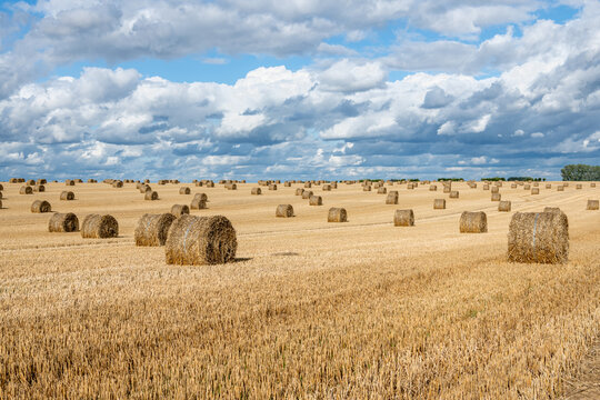 Balles de pailles dans un champ de bl&eacute; apr&egrave;s la moisson apr&egrave;s un orage. Ciel nuageux
