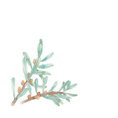 水彩で描いたウラジロモミの葉