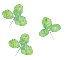 水彩で描いた三つ葉のクローバー