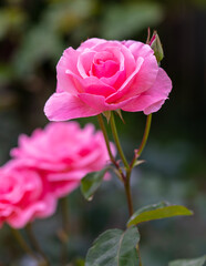 Pink rose in the park in nature