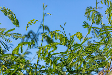 Jacaranda leaves on tree branches. Nature